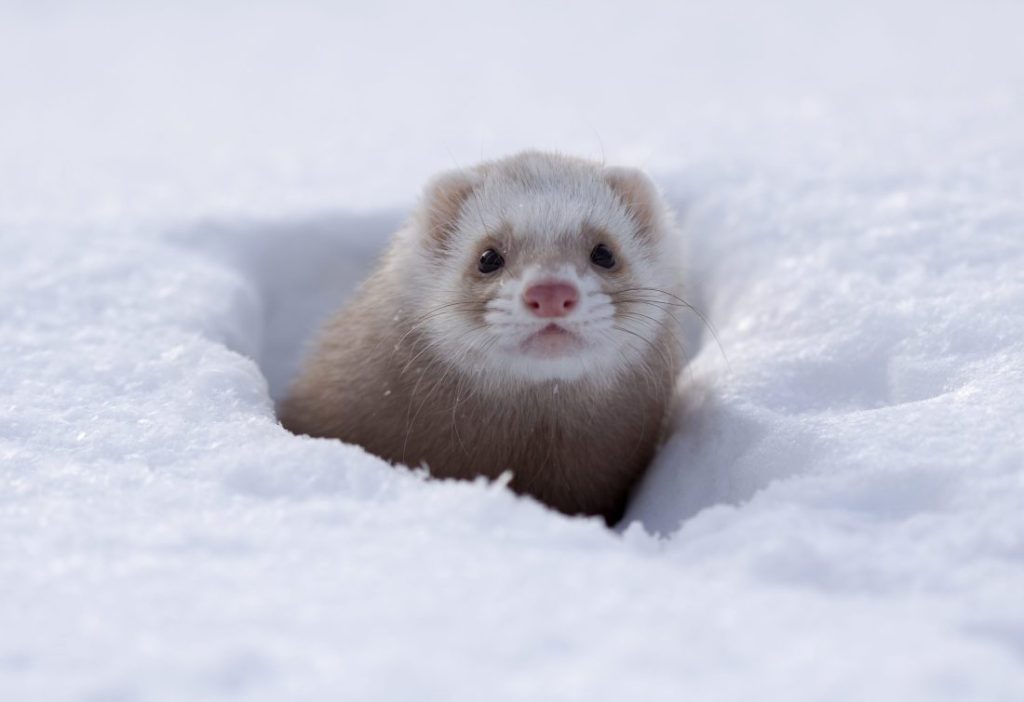 ferret