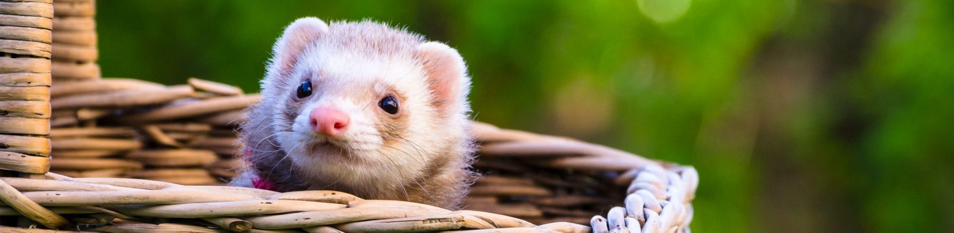 ferret in a wicker basket