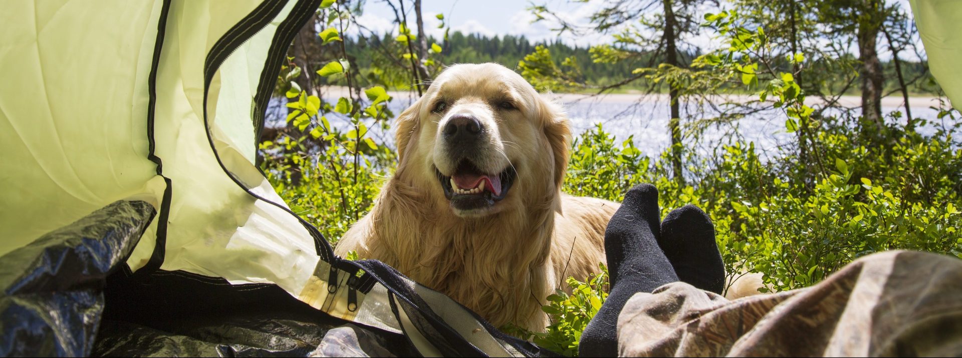 Tourist tent, dog and man. Tourist in nature.