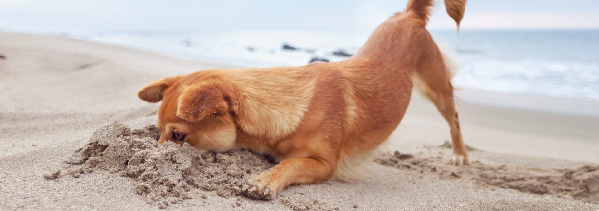 Chiqui hunting for crabs