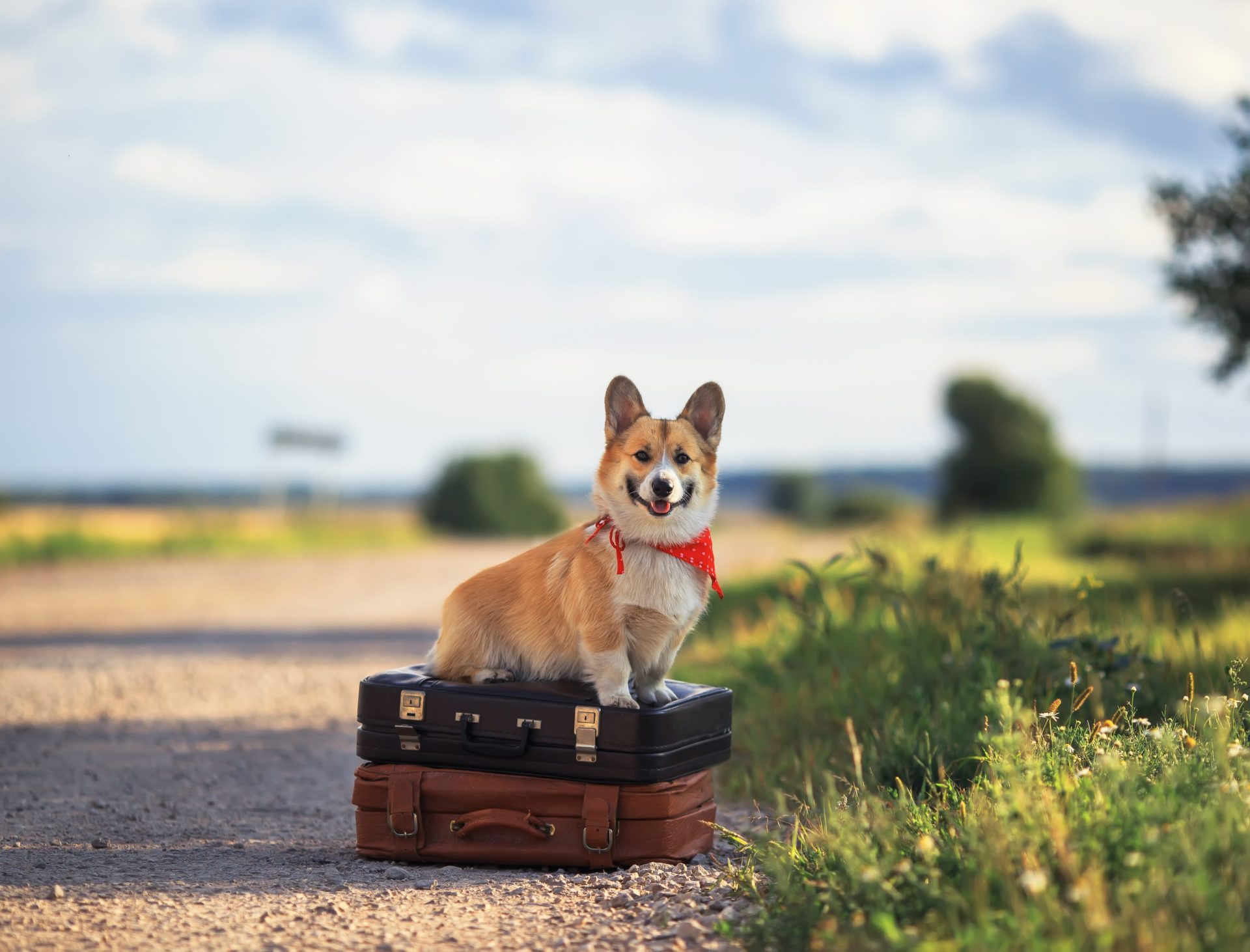 puppy red dog Corgi sits on two old suitcases on the road waitin
