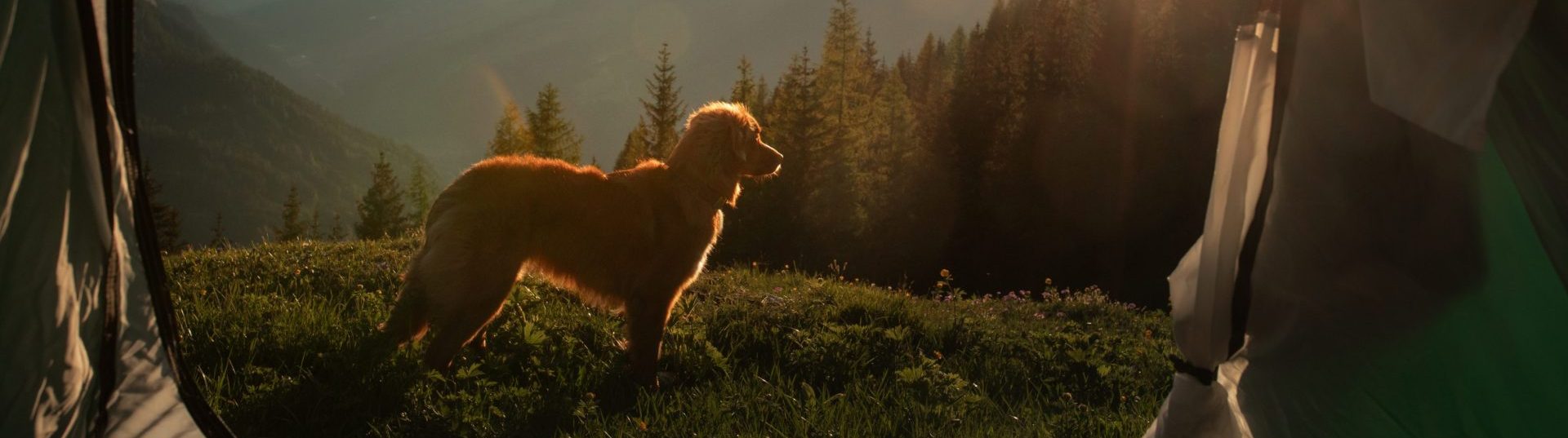 camping with a dog in the mountains. Pet in a tent on the nature. Nova Scotia Duck Tolling Retriever on vacation outdoors.