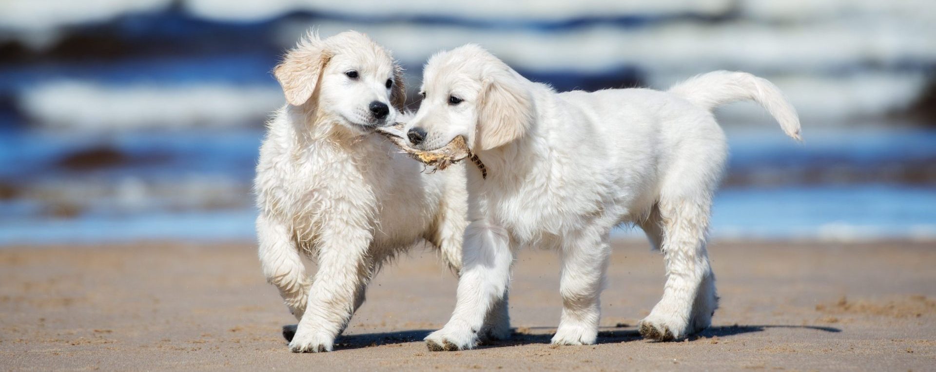 two golden retriever puppies on a beach