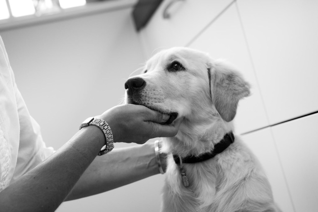 Wenn der Hund hustet, ab zum Tierarzt! | Lieblingstier