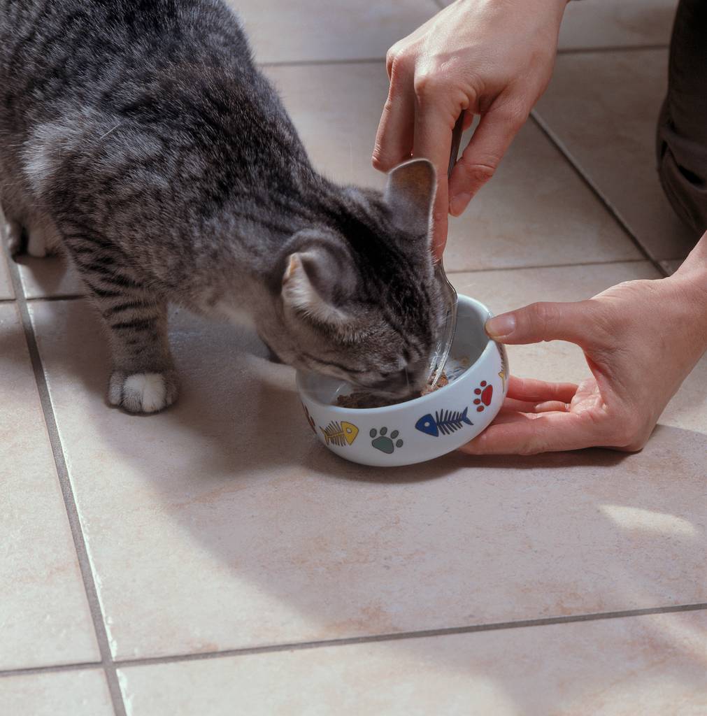 Achte auf den Speiseplan deiner Katze | Lieblingstier