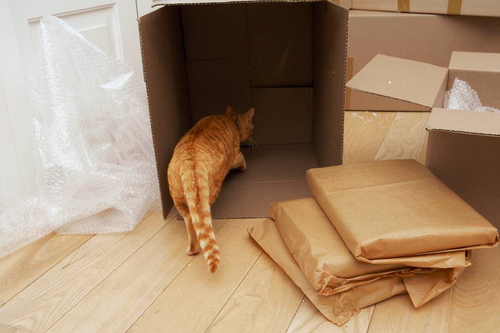 Es muss nicht immer das teure Katzenspielzeug sein | Lieblingstier