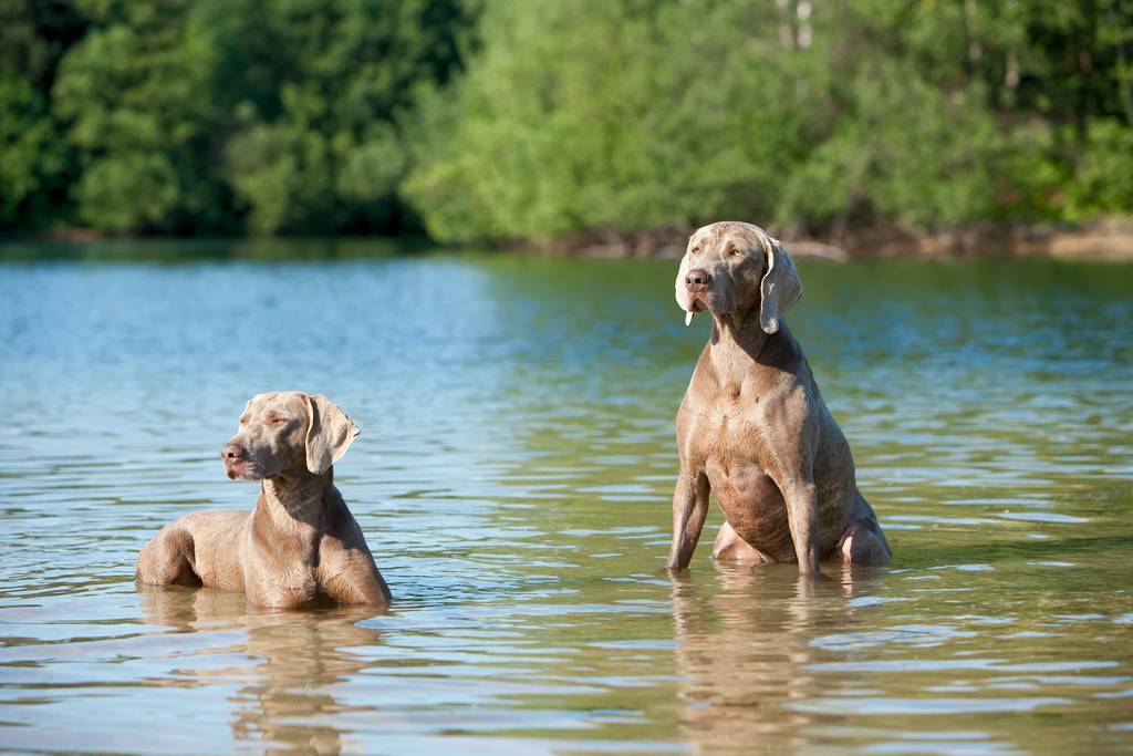 Eine Kühlmatte für Hunde ist auch bei einem Ausflug perfekt