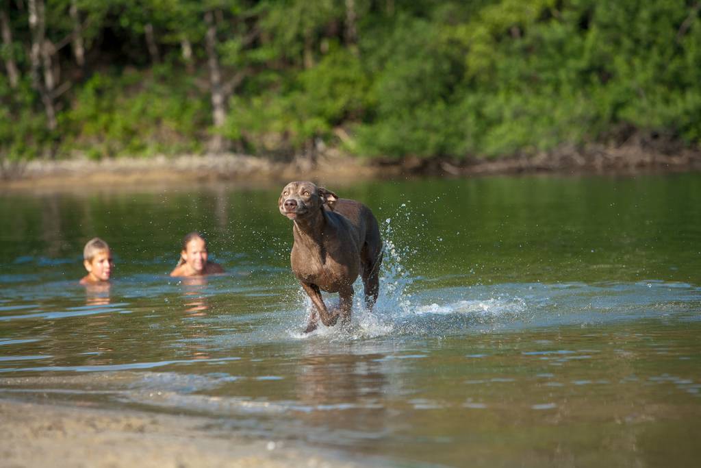 Hier haben Halter und Tier einen riesen Spaß | Lieblingstier