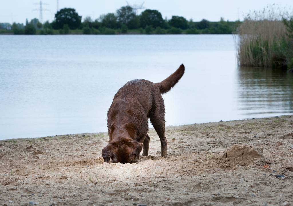 Der Hundestrand ist ein Erlebnispark für Vierbeiner | Lieblingstier
