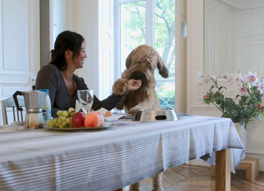 Auch unsere Hunde sind Gourmets | Lieblingstier