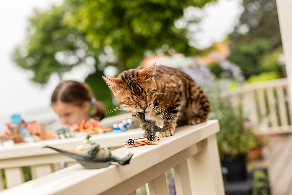 Schütze deine Katze und deine Familie | Lieblingstier