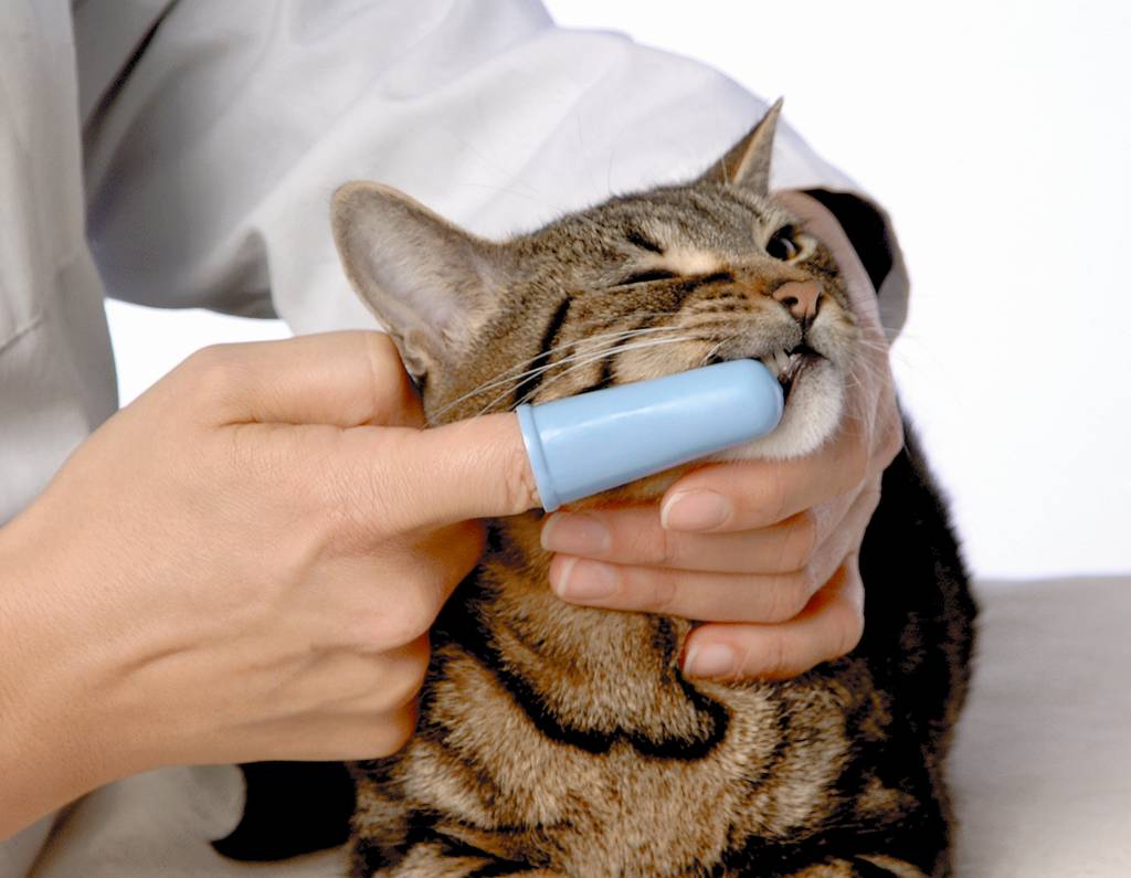 Auch Katzen benötigen Zahnpflege. | Lieblingstier