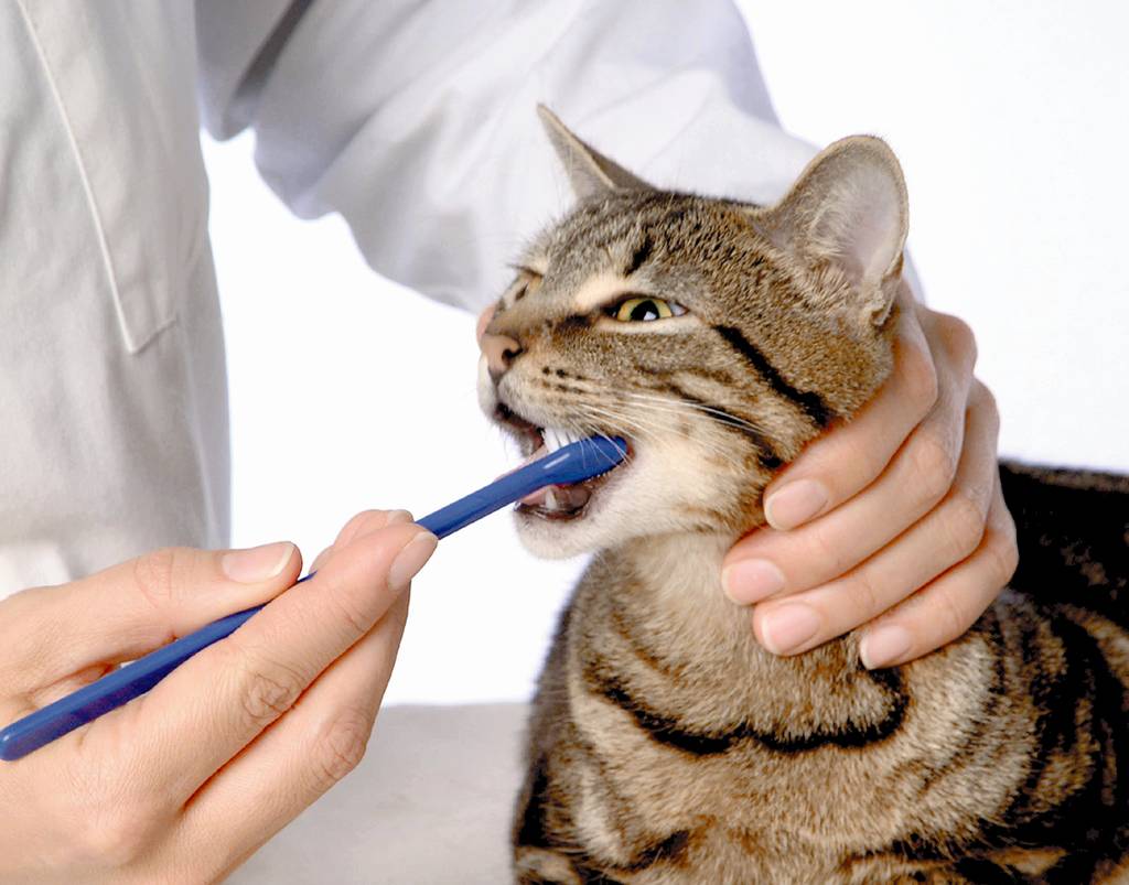 Wenn die Katze als Kitten Zahnpflege kennen lernt, hat sie später kein Problem damit. | Lieblingstier