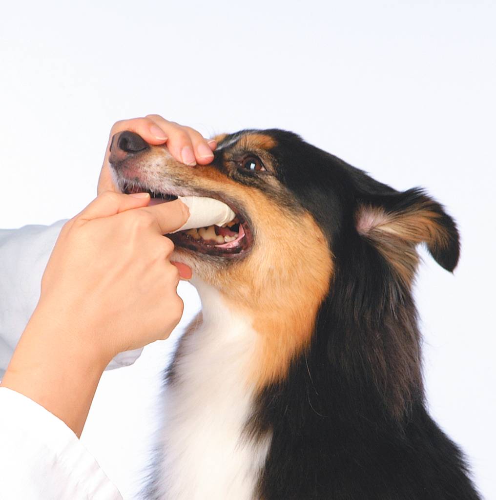 Auch dein Hund muss zum Zahnarzt. | Lieblingstier