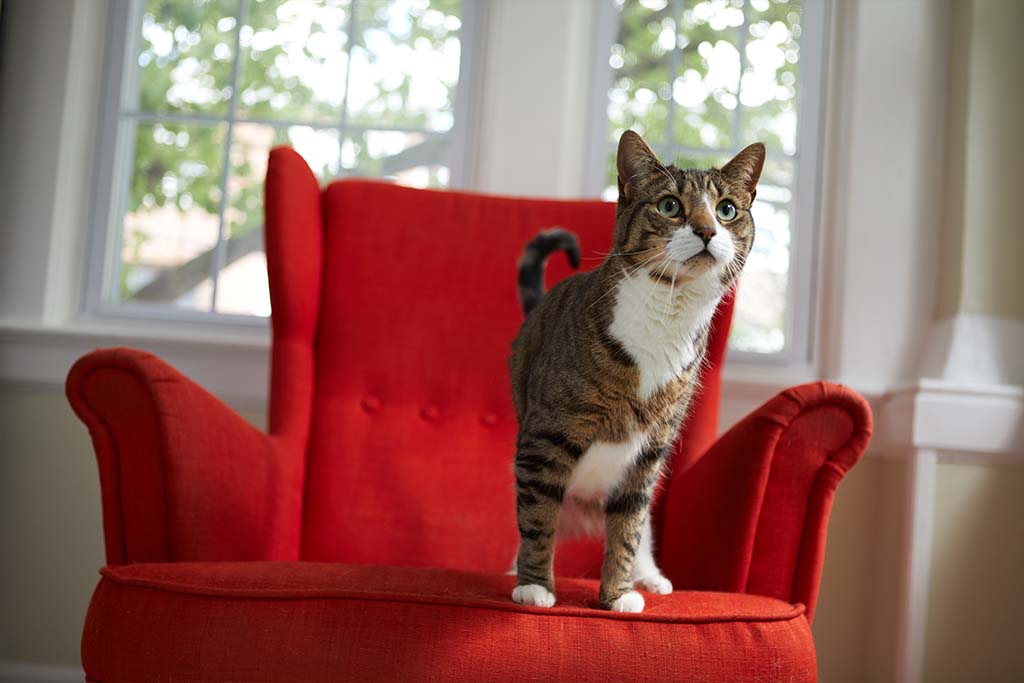 Verstehst du deine Katze? | Lieblingstier