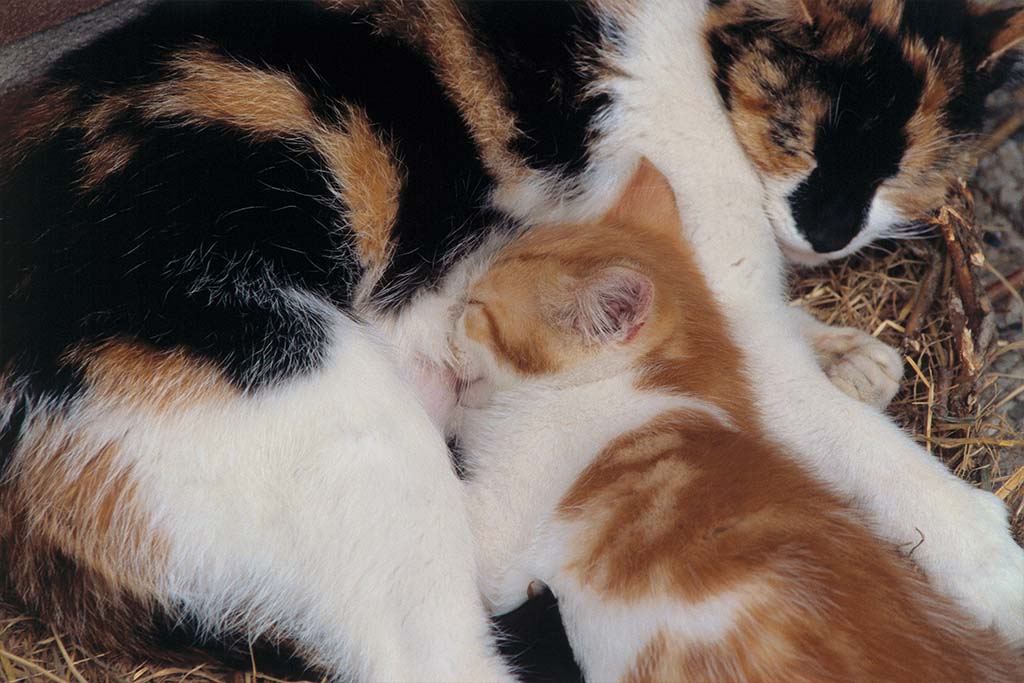 Katzen schnurren beim Säugen | Lieblingstier