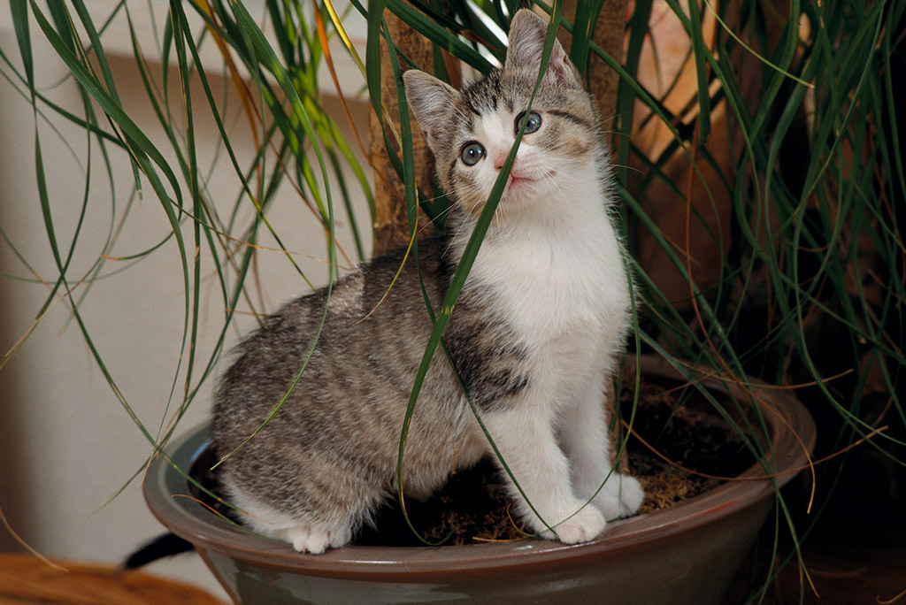 Ein Kitten zieht ein und braucht eine Toilette | Lieblingstier
