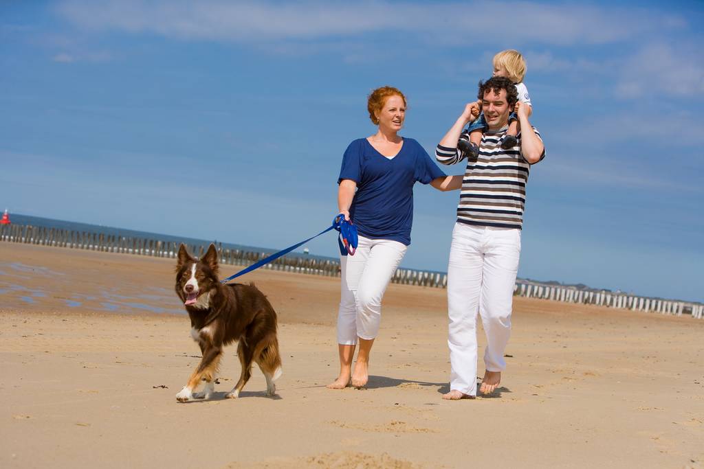Hund am Strand | Lieblingstier
