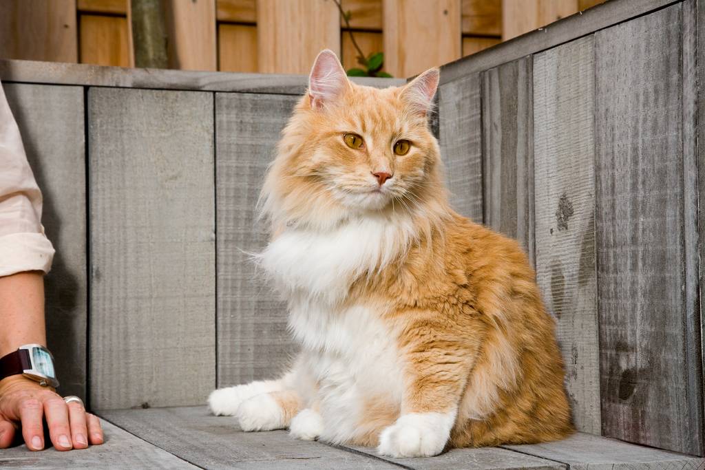 Die Zucht von Katzen ist noch relativ jung | Lieblingstier