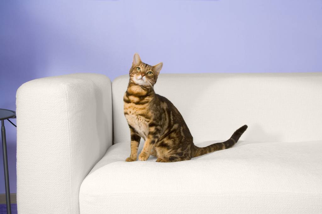 Hyperthyreose bei der Katze | Lieblingstier