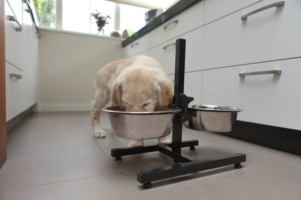 Gesund - aber schmeckt das auch dem Hund? | Lieblingstier
