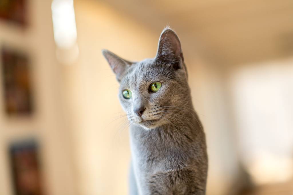 Heute folgen neue Katzenrassen einem Rassestandard | Lieblingstier