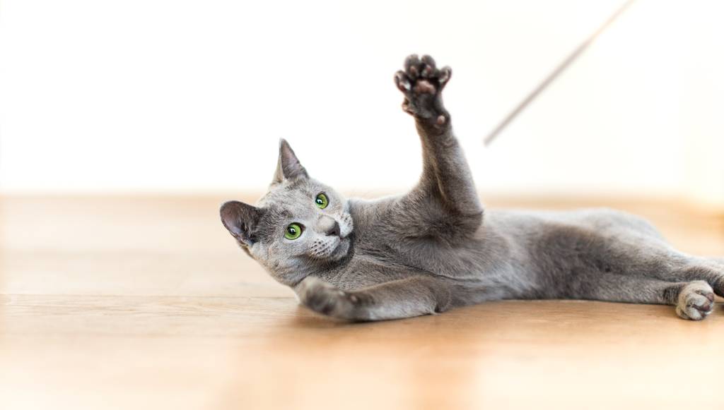 Deine Katze braucht Beschäftigung | Lieblingstier