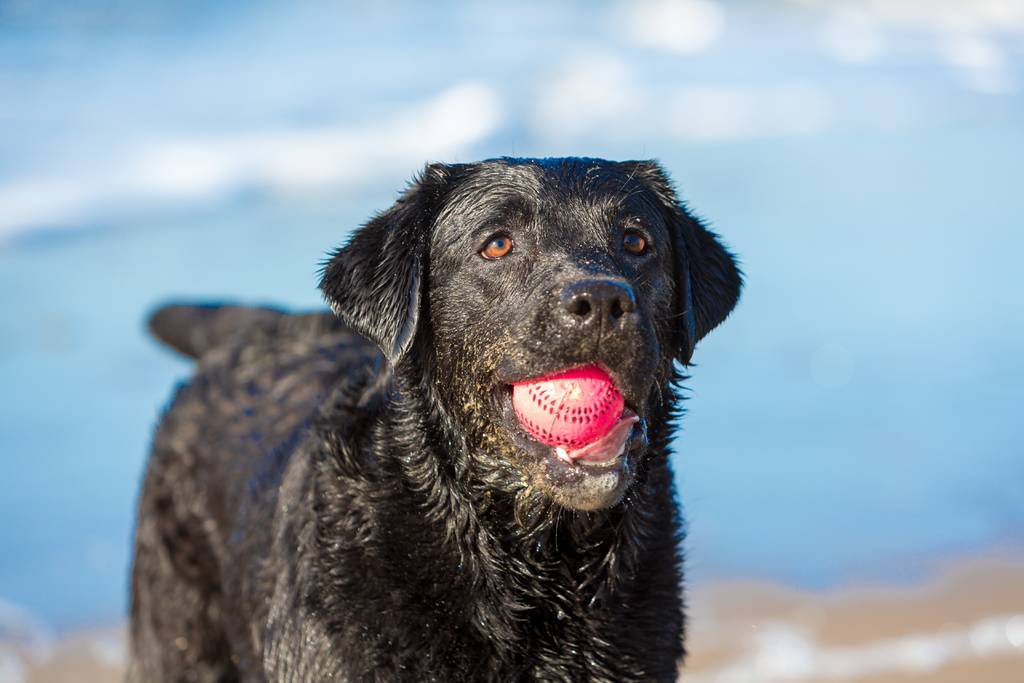 Haftpflicht & Co für Hunde | Lieblingstier