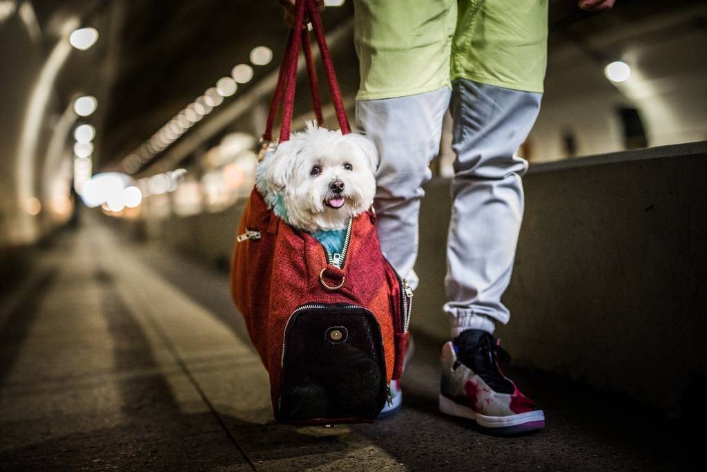 Hund mit Zug auf Reisen | Lieblingstier