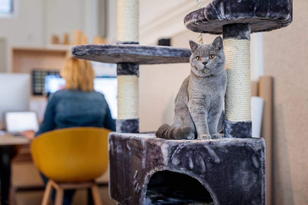 Auch deine Katze braucht ein ausgeglichenes Sportprogramm. | Lieblingstier