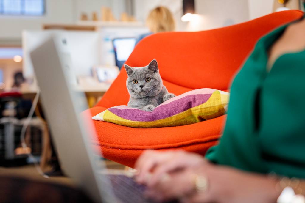 Eine Katze ist so individuell wie du | Lieblingstier