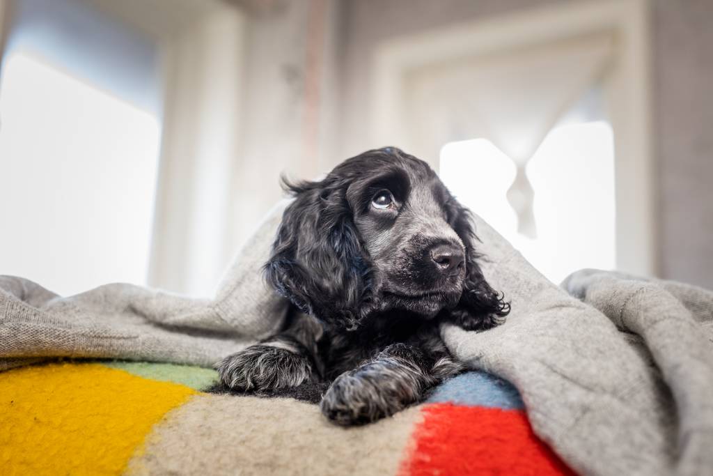 Befreie deinen Hund schnell vom Parasiten | Lieblingstier