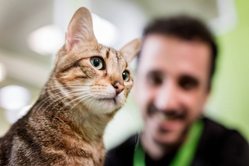 Nicht jede Katze lässt sich gleich stressen | Lieblingstier