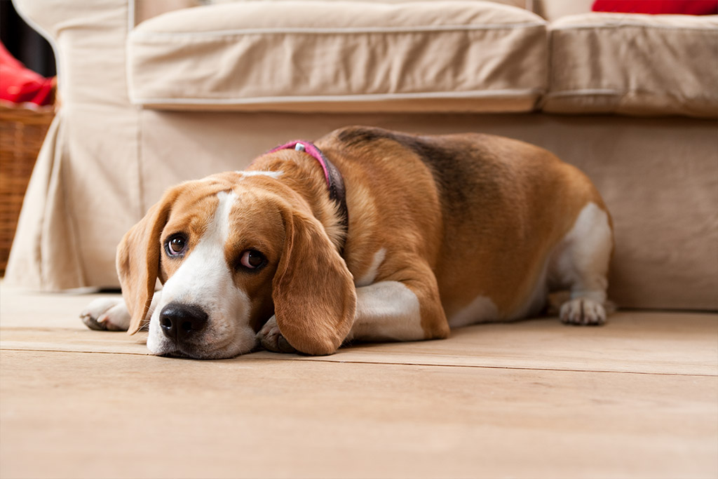 Der bekannteste Beagle ist Snoopy | Lieblingstier