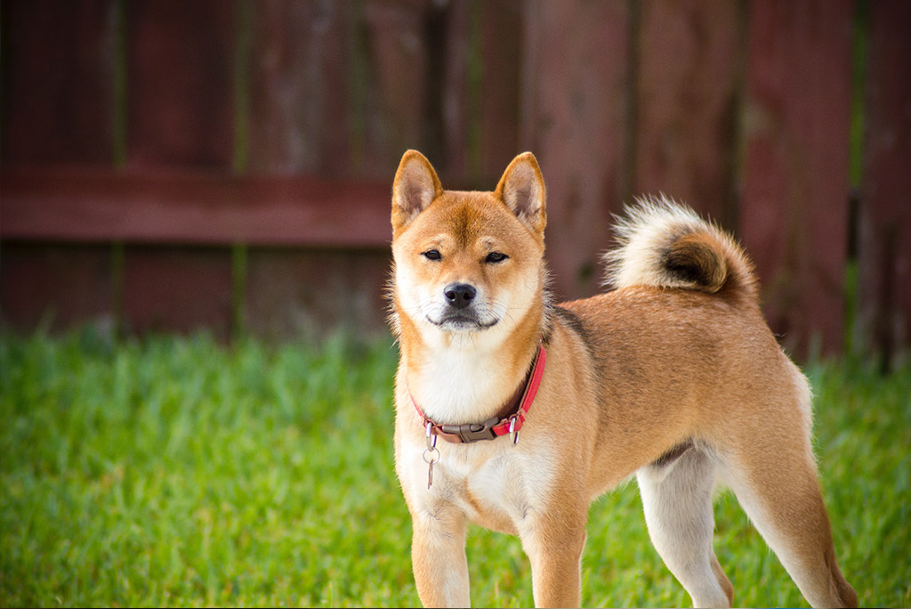 Hachiko wartete 10 Jahre auf sein Herrchen | Lieblingstier