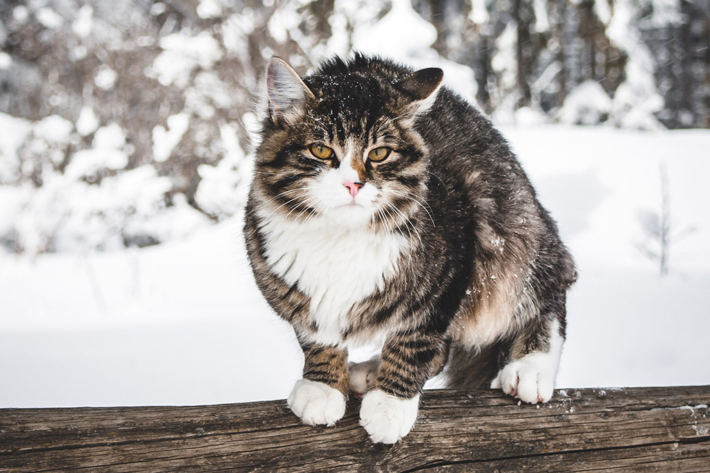 Können Katzen frieren? | Lieblingstier