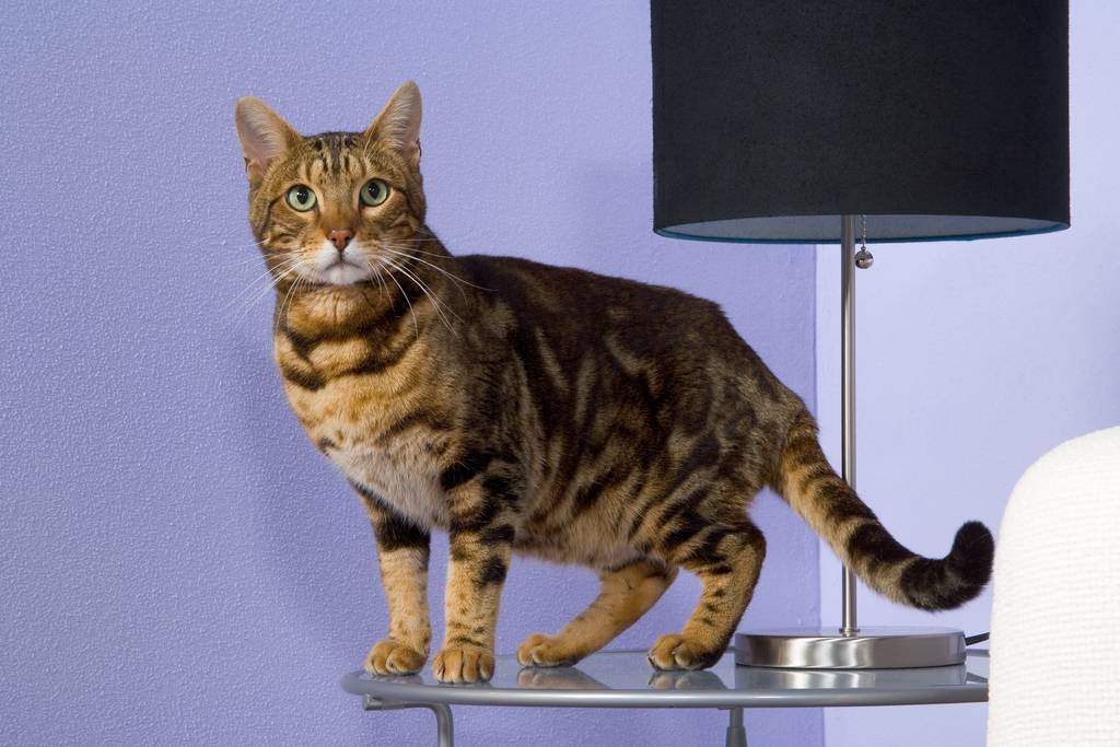 Hyperthyreose - häufige Funktionsstörung der Schilddrüse bei Katzen | Lieblingstier
